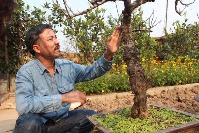 Rục rịch “săn” đào thất thốn chơi Tết